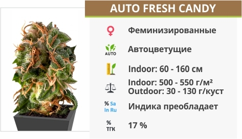 описание сорта Auto Fresh Candy