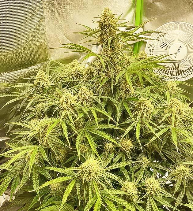 Кусты марихуаны в активной фазе формирования соцветий