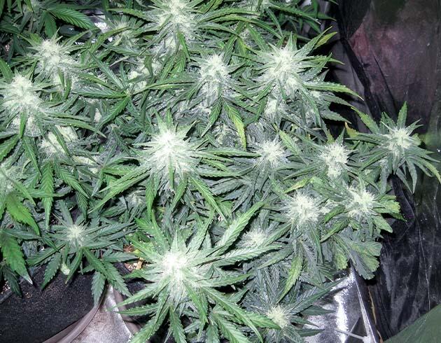 Конопля с активным развитием соцветий