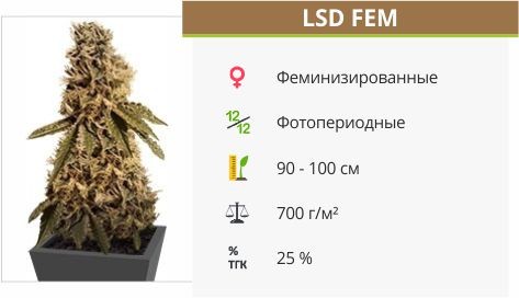 Сорт марихуаны LSD LSD fem от Barney’s Farm