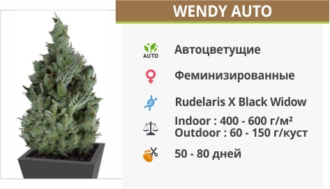 описание сорта Wendy Auto описание сорта Wendy Auto