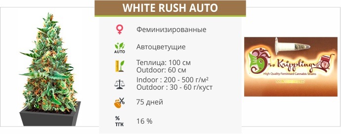 White Rush Auto