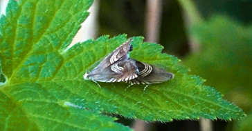 Листовертка 