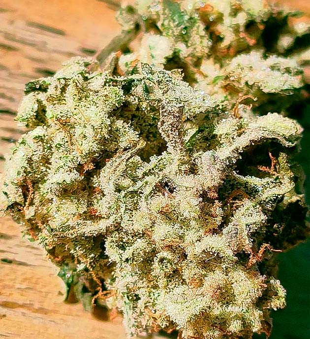 Шишка сорта Godzilla Glue #4