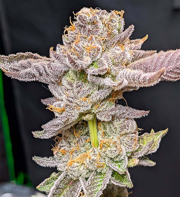 Blue Gelato 41 с отличной структурой и невероятным ароматом Срезка конопли: урожай с отличной структурой и ароматом