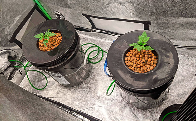 Процесс проращивания конопли в гидропонной системе Начало грова: укоренение и стабильный pH