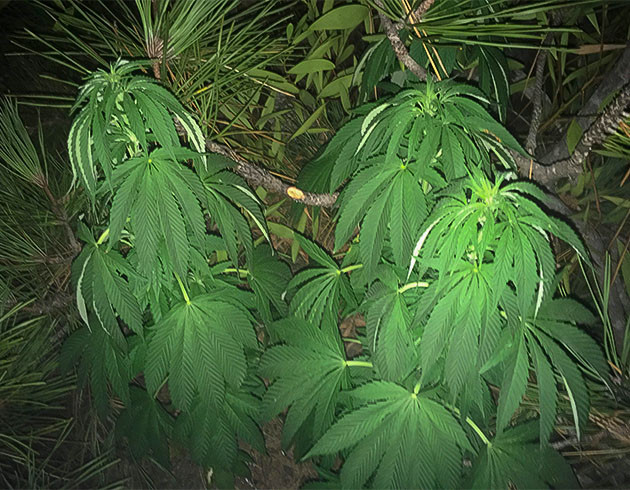 Кусты конопли на 11 и 12 неделях выращивания