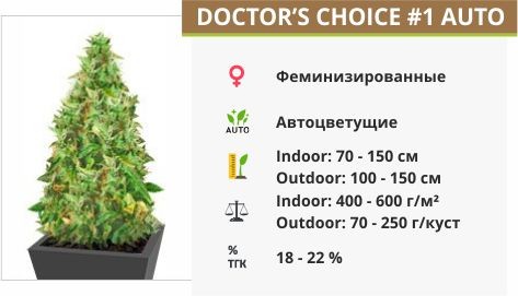 Сорт конопли Doctor’s Choiсe 1 auto Doctor’s Choiсe 1 auto fem (Doctor’s Choice)