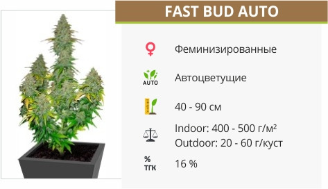 Fast Bud Auto от Sweet Seeds