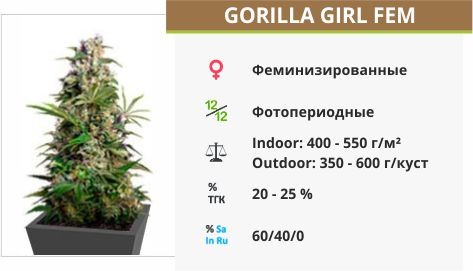 Сорт марихуаны Gorilla Girl Gorilla Girl fem от Sweet Seeds
