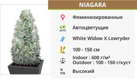 Niagara auto (Doctor’s Choise)