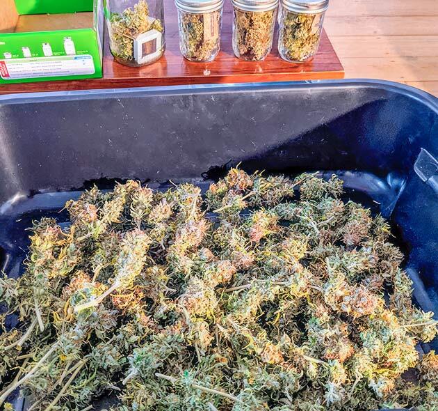 Харвест конопли