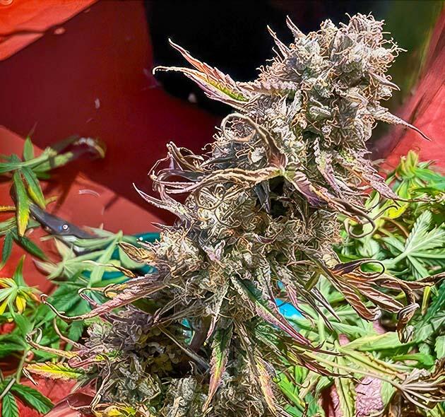 Созревшая шишка конопли