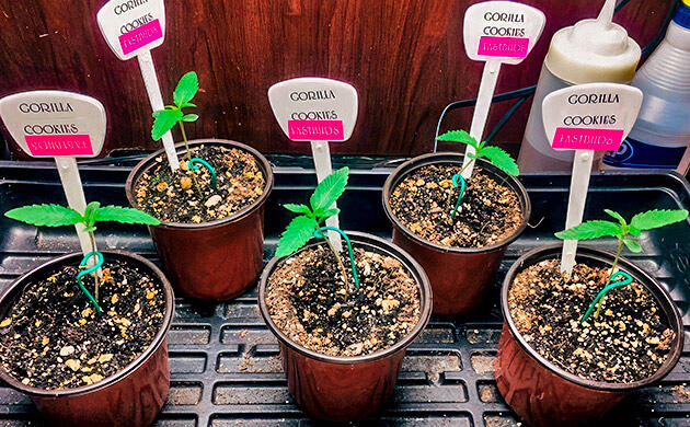 Конопля в гроубоксе после пересадки