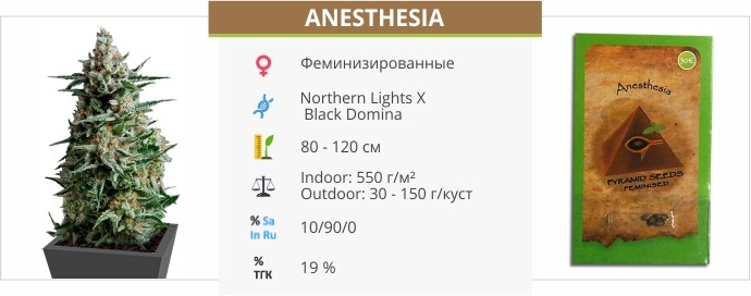 Anesthesia