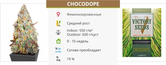 Chocodope