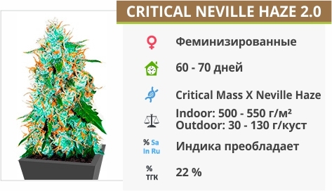 описание сорта Critical Neville Haze 2.0 описание сорта Critical Neville Haze 2.0