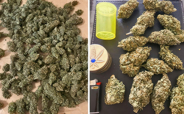 Собранные шишки конопли