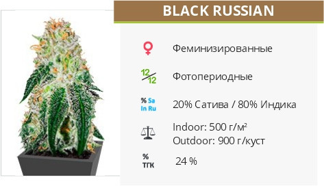 Black Russian fem от Delicious Seeds