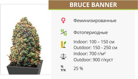 Bruce Banner от Monster Genetics