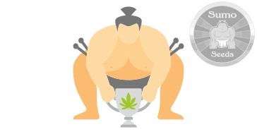 Сорта конопли Чемпионы от Sumo Seeds Сорта конопли Чемпионы от Sumo Seeds