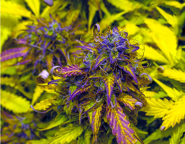 Куст перед харвестом