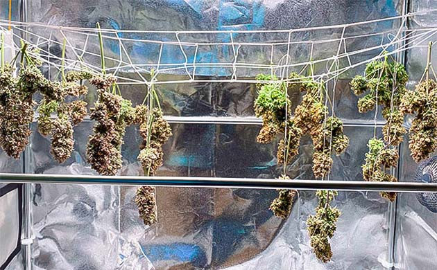 Сушка конопли