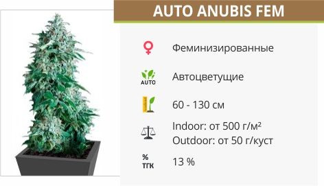 Auto Anubis fem (Pyramid Seeds)