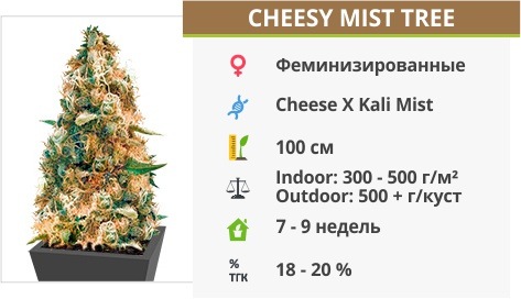 описание сорта Cheesy Mist Tree Aka Wheelchair Cheese описание сорта Cheesy Mist Tree Aka Wheelchair Cheese
