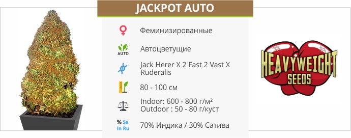 описание сорта Jackpot Auto