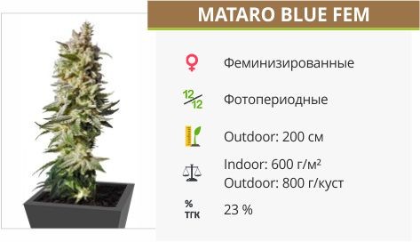 Mataro Blue fem (Kannabia Seeds)