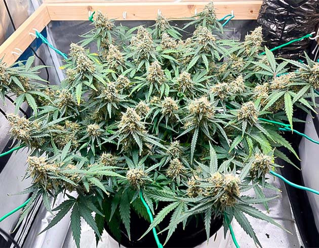 Промывка конопли 11 неделя выращивания марихуаны