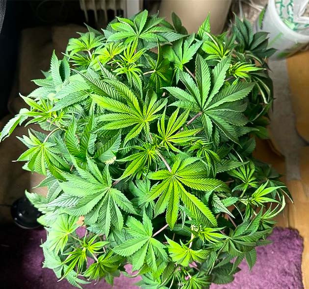 5 неделя выращивания конопли