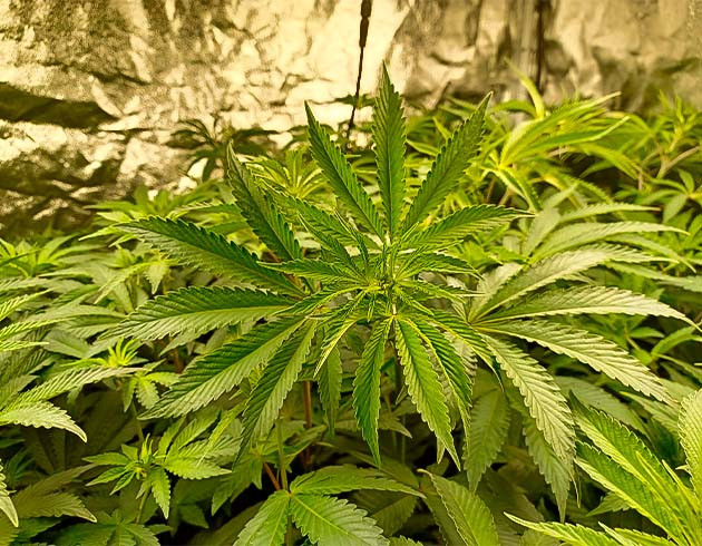 8 неделя выращивания марихуаны