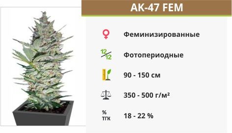 AK-47 fem (Serious Seeds)