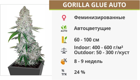 описание сорта Gorilla Glue Auto описание сорта Gorilla Glue Auto