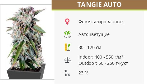 Tangie Auto от FastBuds