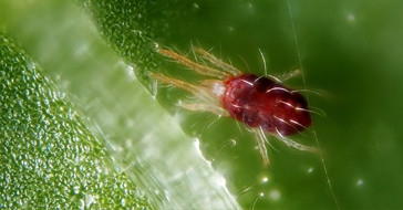 Паутинный клещ