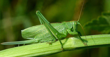 Кузнечики на листьях конопли 
