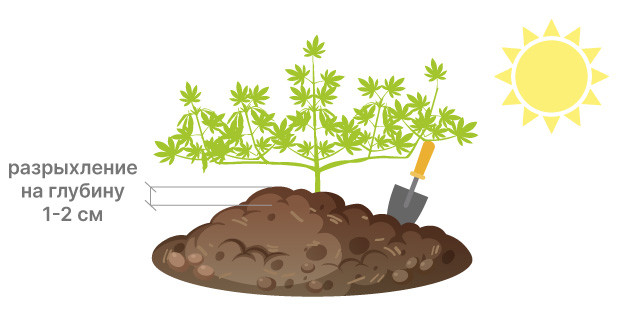 Корректировка кормления коноплей в жаркую погоду