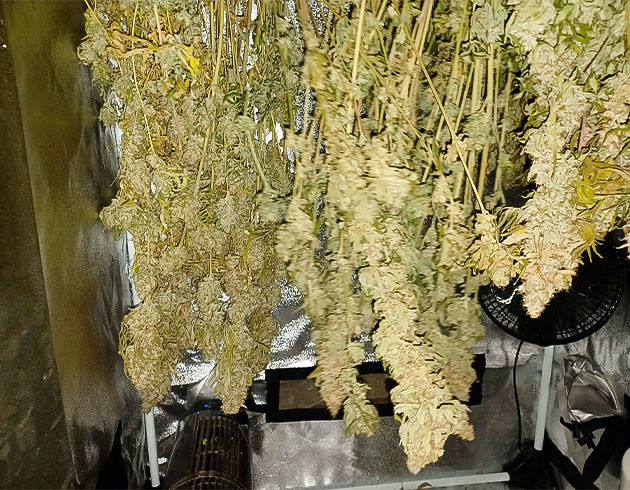 Собранный урожай Runtz Punch