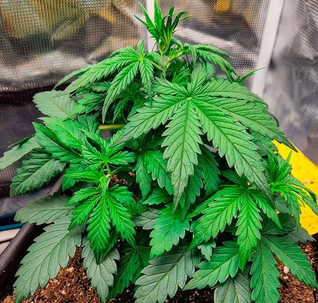 Марихуана ростом 20 см