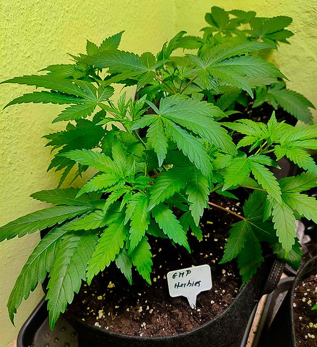 Финальный этап веги: пересадка, рост, адаптация