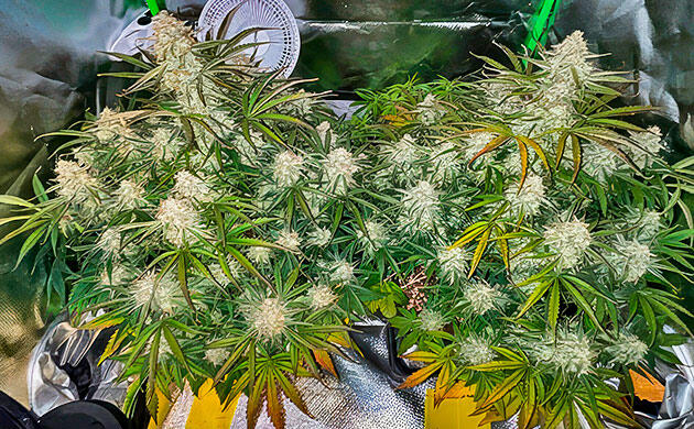 Каннабис на девятой неделе с молочными трихомами