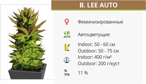Сорт конопли B. Lee Auto B. Lee Auto (Kickass Auto)