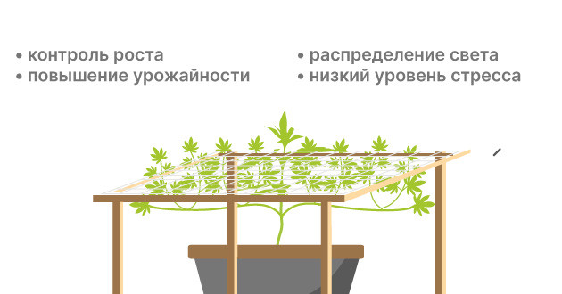 Обучение автоцветов с использованием метода ScrOG Использование техники ScrOG для обучения автоцветению