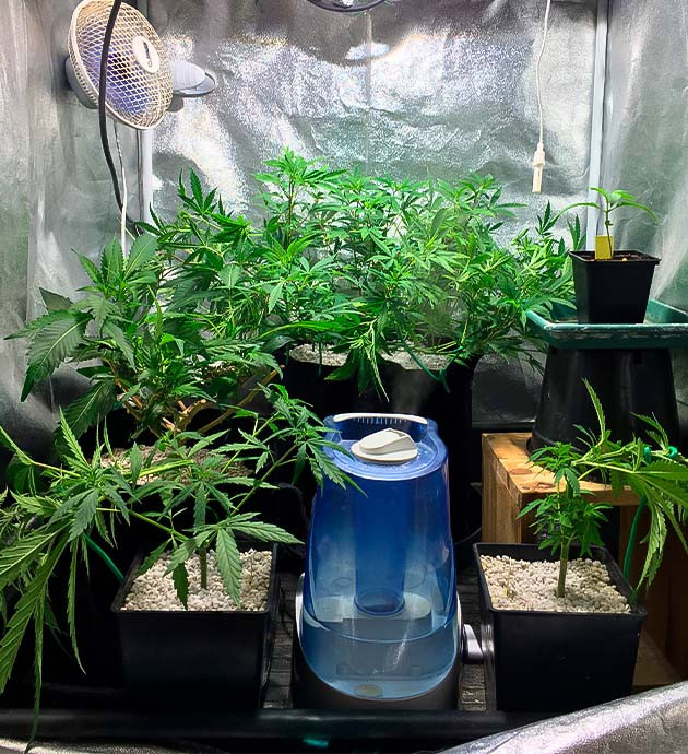 Суперкроппинг конопли Куст Grandaddy Purple на 3 неделе