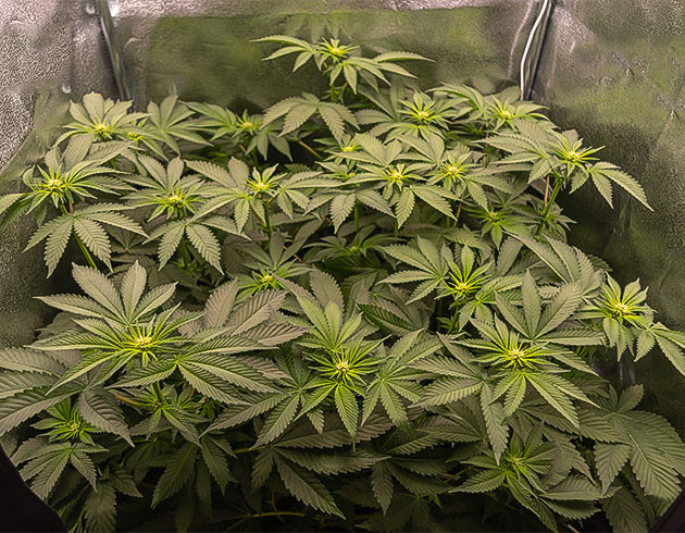 Цветение конопли Начало цветения на 6 неделе