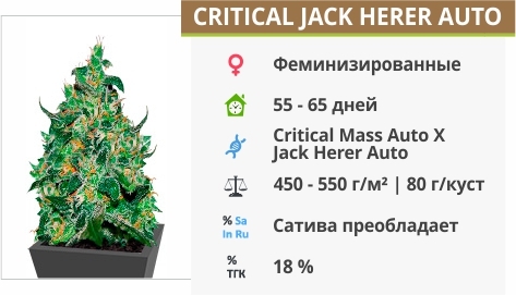 описание сорта Critical Jack Herer Auto