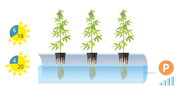 Оптимальный световой режим для автоцветов в гидре
